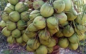 Bataki Coconut