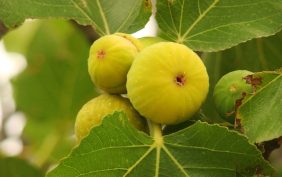 Yellow Fig